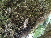 Macromia splendens