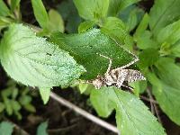 Macromia splendens