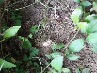 Macromia splendens