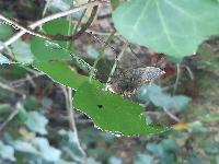 Macromia splendens
