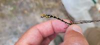 Onychogomphus uncatus