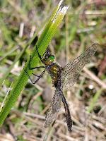 Cordulia aenea