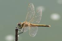 Sympetrum fonscolombii