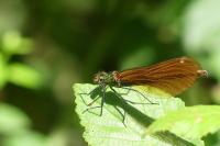 Calopteryx virgo meridionalis