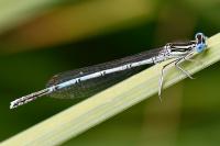 Platycnemis pennipes