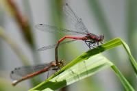 Pyrrhosoma nymphula