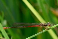 Ceriagrion tenellum