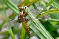 Libellula depressa