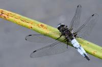 Libellula fulva
