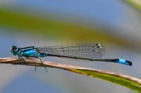 Ischnura elegans