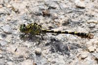 Onychogomphus forcipatus