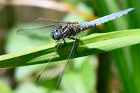 Orthetrum coerulescens