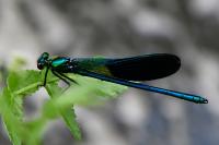 Calopteryx xanthostoma