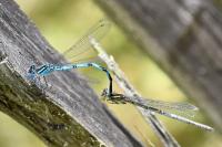 Erythromma lindenii