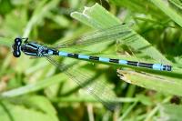 Coenagrion mercuriale
