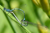 Coenagrion puella