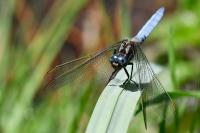 Orthetrum coerulescens