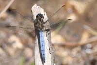 Orthetrum coerulescens