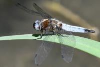 Libellula fulva
