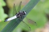 Libellula fulva