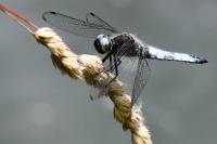 Libellula fulva