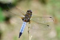 Libellula fulva