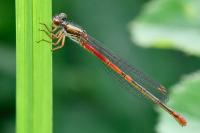 Ceriagrion tenellum