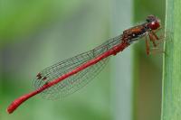Ceriagrion tenellum