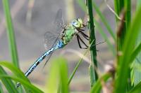 Anax imperator