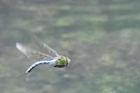 Anax imperator