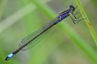Ischnura elegans