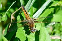 Libellula fulva