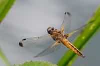 Libellula fulva
