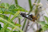 Libellula fulva