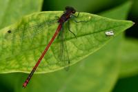 Pyrrhosoma nymphula