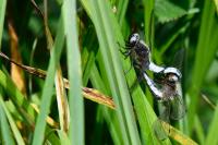 Libellula fulva