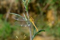 Sympetrum striolatum
