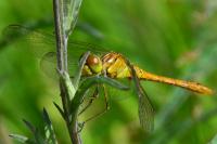 Sympetrum striolatum