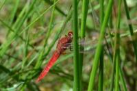 Crocothemis erythraea