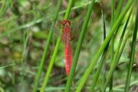 Crocothemis erythraea