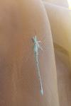 Coenagrion puella