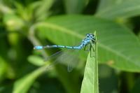 Coenagrion puella