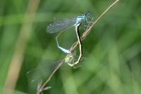 Ischnura elegans