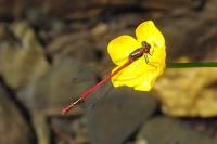 Pyrrhosoma nymphula