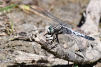 Orthetrum albistylum