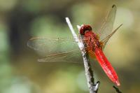 Crocothemis erythraea