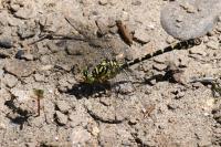 Onychogomphus forcipatus