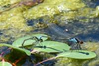 Erythromma viridulum