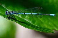 Coenagrion puella