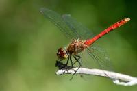 Sympetrum sanguineum